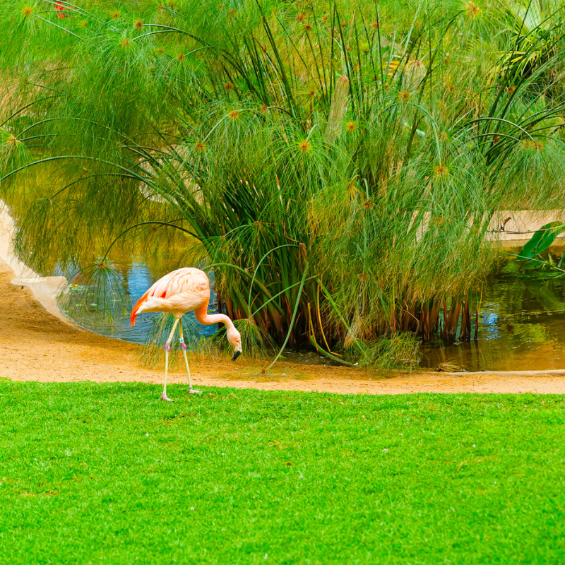 beautiful flamingo on the grass in the park